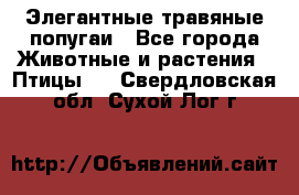 Элегантные травяные попугаи - Все города Животные и растения » Птицы   . Свердловская обл.,Сухой Лог г.